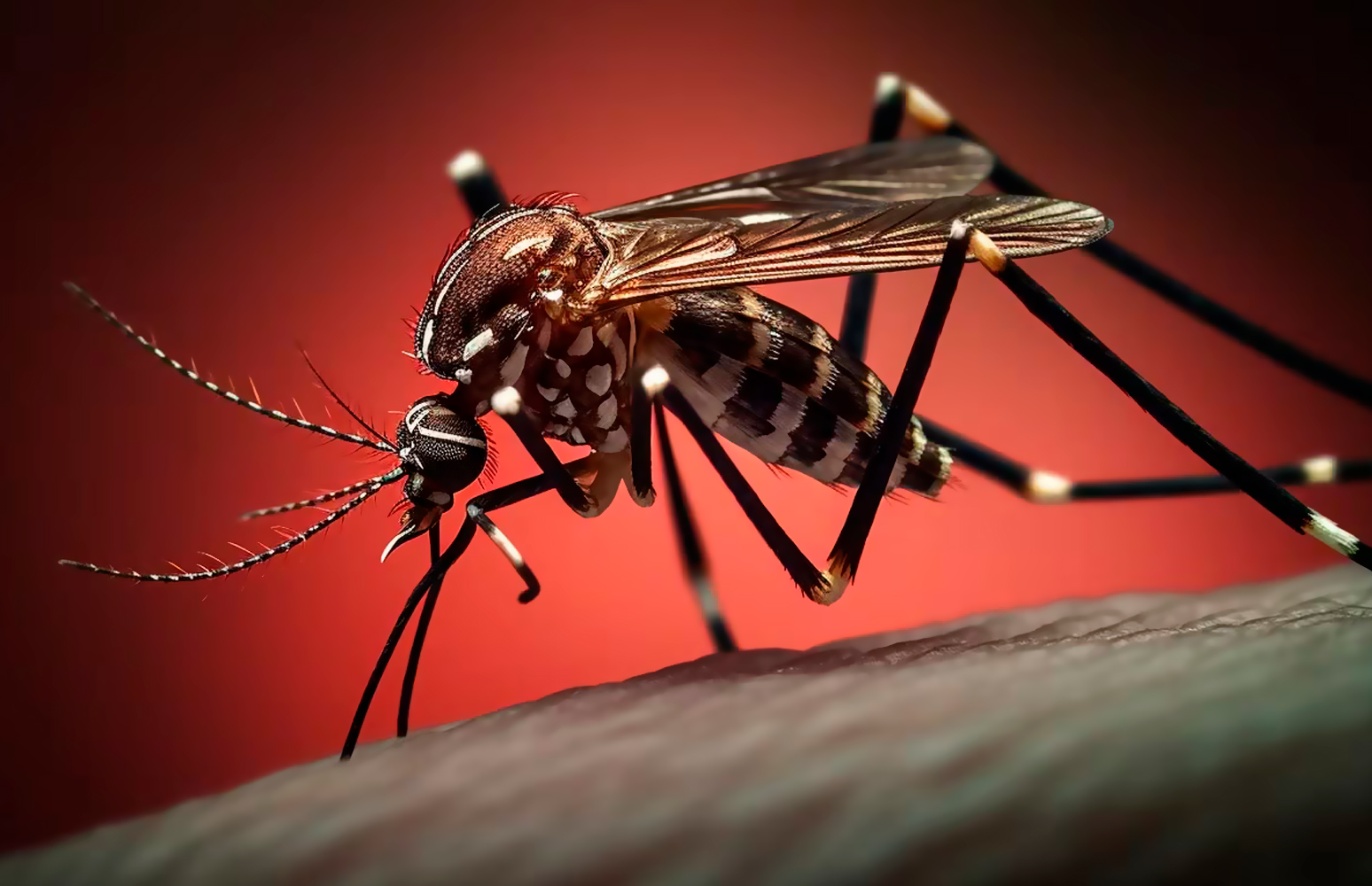 Día mundial contra el dengue: Aprende a identificarlo y prevenirlo